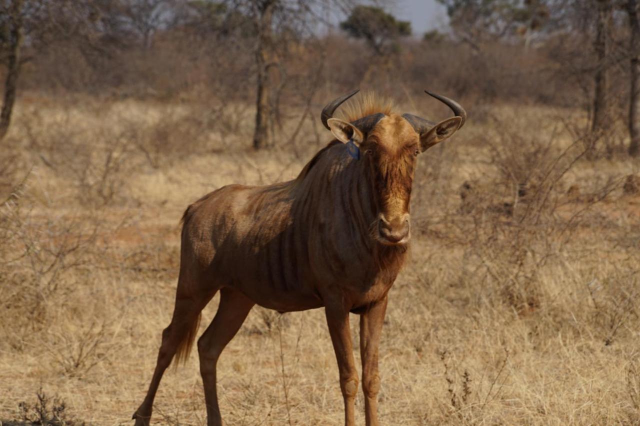 Kwele Game Lodge Beauty Екстериор снимка