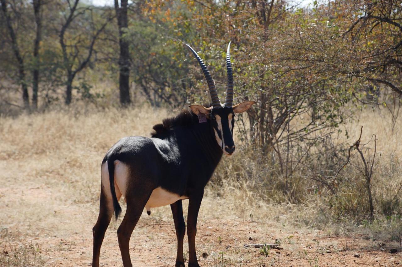 Kwele Game Lodge Beauty Екстериор снимка