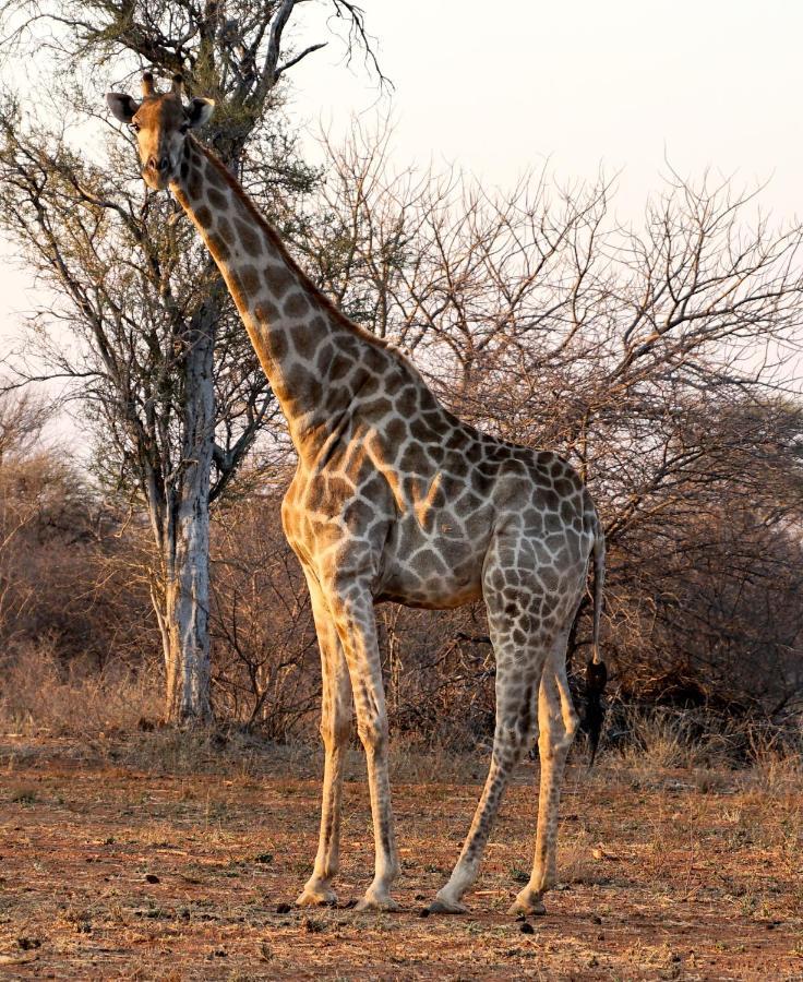 Kwele Game Lodge Beauty Екстериор снимка