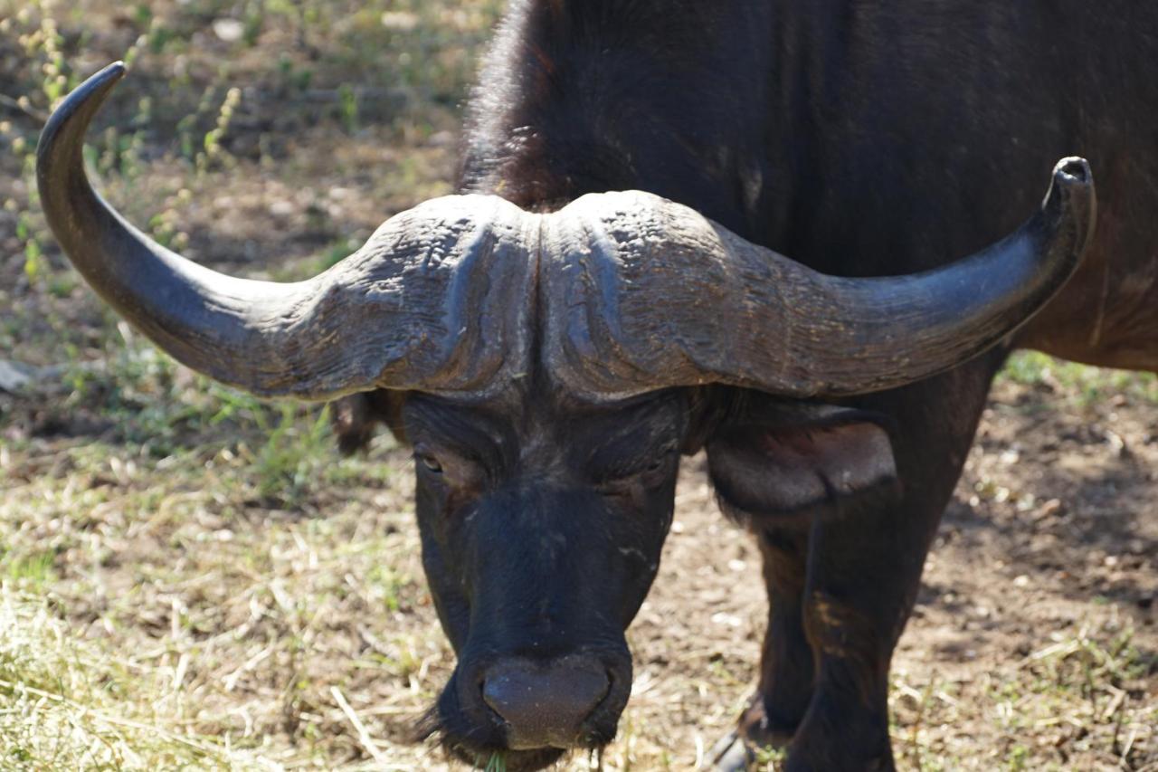 Kwele Game Lodge Beauty Екстериор снимка