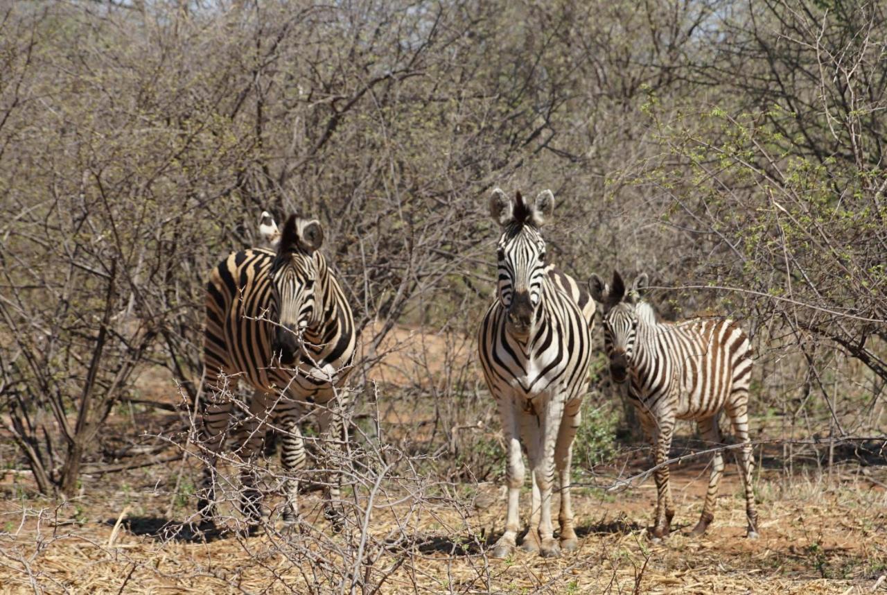 Kwele Game Lodge Beauty Екстериор снимка