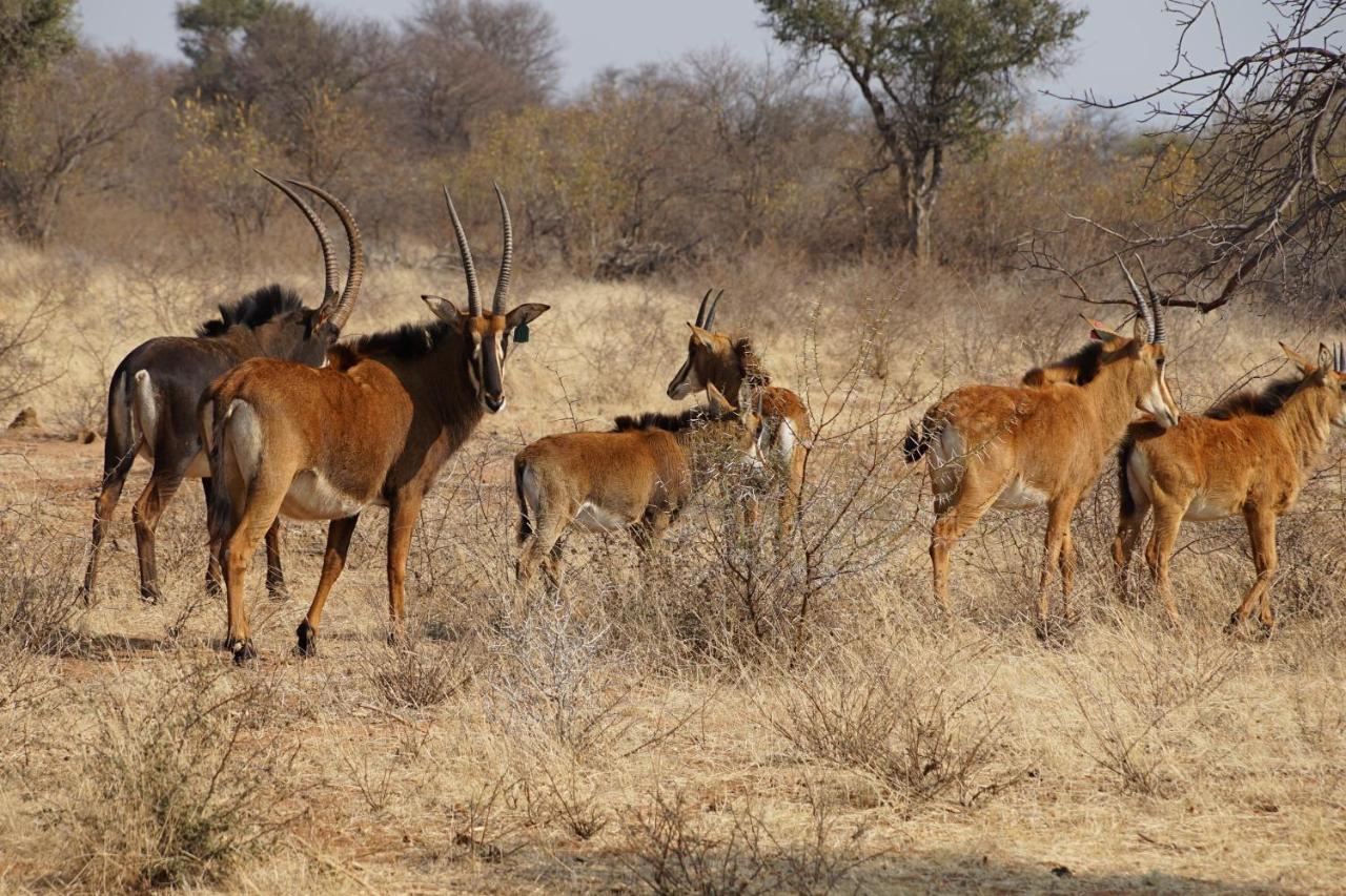 Kwele Game Lodge Beauty Екстериор снимка