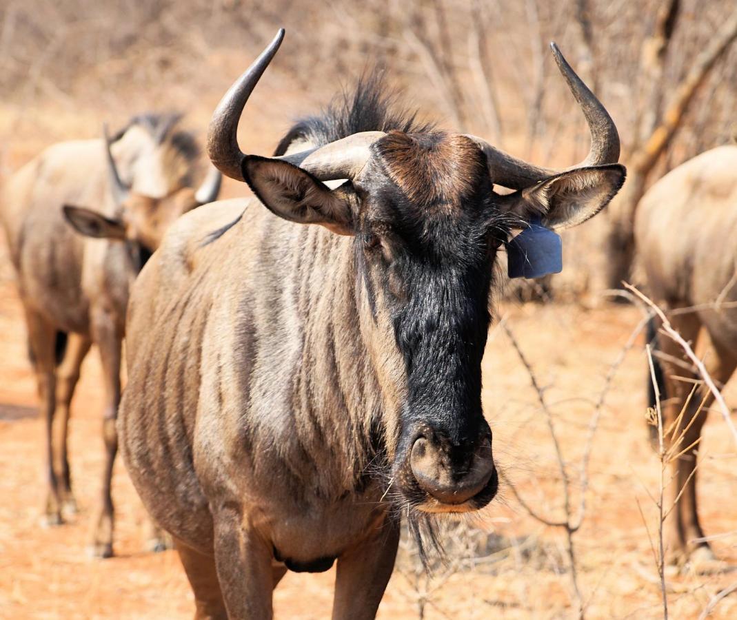 Kwele Game Lodge Beauty Екстериор снимка